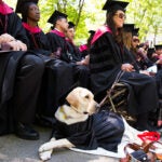 Capturing a moment in history. During Commencement, Harvard Law School graduate Kristin Fleschner enjoyed the ceremony with her Seeing Eye dog, Zoe, dressed in regalia. Photo by Stephanie Mitchell/Harvard Staff Photographer