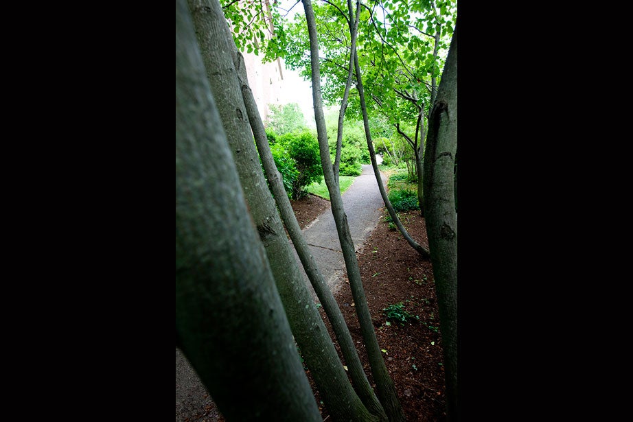 Charles Eliot Professor in Practice of Landscape Architecture Michael Van Valkenburgh contributed to the restoration with a design that emphasizes native plants, like this row of trees to line the entrance walkway.