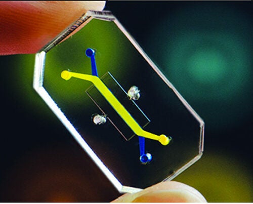 The Wyss Institute’s human organs-on-chips team has used the lung-on-a-chip (pictured) to study drug toxicity and potential new therapies. The technology will be commercialized to accelerate development of pharmaceutical, chemical, cosmetic, and personalized medicine products. 