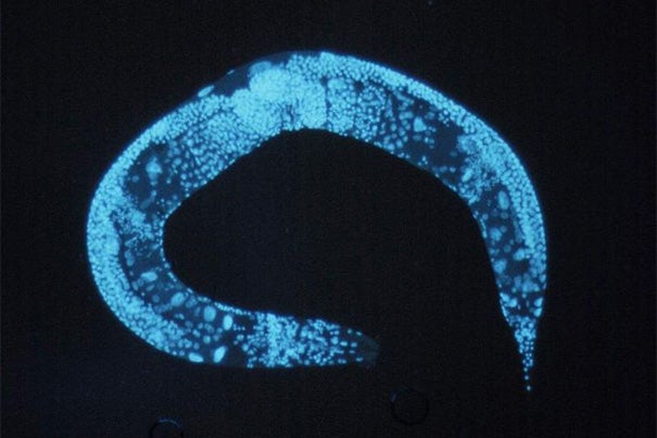 Harvard's Jeff Lichtman and Radcliffe Fellow Mei Zhen are among the recipients of the Human Frontier Science Program grants. They will use their award to study the nervous system development of the C. elegans (pictured). Five additional Harvard faculty are also recipients: David Nelson, Andrew Murray, Aravinthan Samuel, Florian Engert, and Pier Pandolfi. 