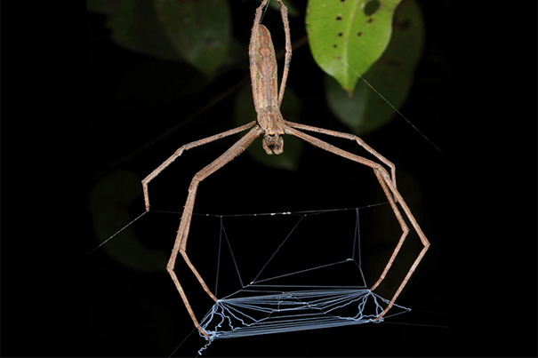 Ask the Naturalist  Spiders that Build Structures in their Webs