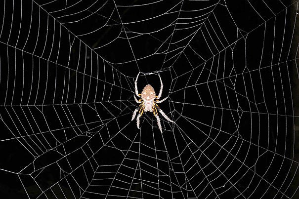 An adult female cribellate orb-weaver spider (family Araneidae) in a foraging position at the hub of its web.