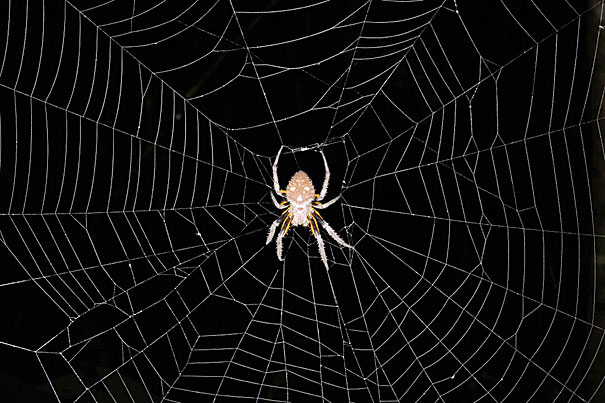 Power of the web: The secret of how spiders catch their prey, The