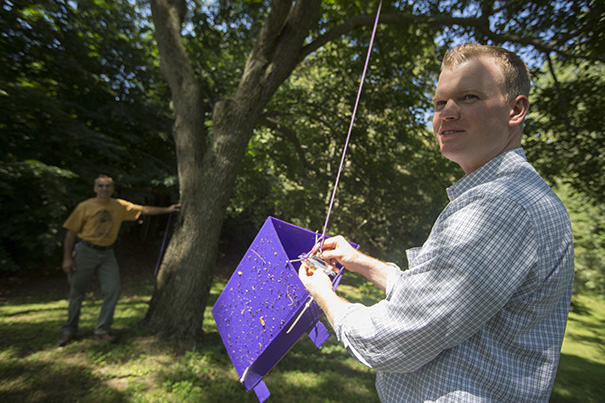 "John DelRosso [background], our head arborist, was leading a group of summer interns here through the Fraxinus [ash] collection, and one of the interns spotted this suspicious-looking beetle in the trap," said Andrew Gapinski (right), manager of horticulture at the Arnold Arboretum. 