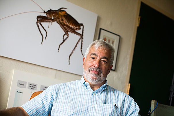 “We’re all about furthering the mission of the University in the context of Latin America,” said Brian Farrell, the new director of Harvard’s David Rockefeller Center for Latin American Studies. Farrell has conducted extensive molecular and ecological research on beetles and other insects in Latin America. 