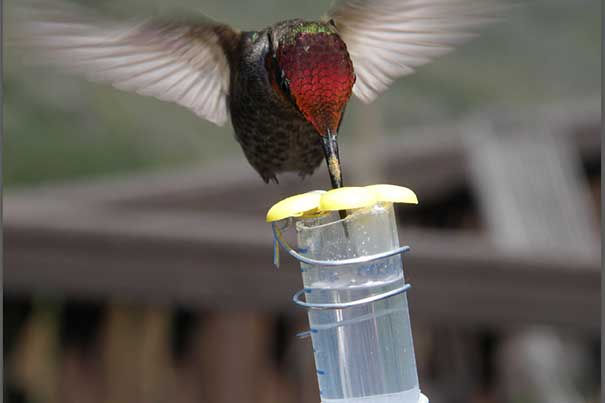 Hummingbirds’ preference for sweetness has long been plain, but only now can scientists explain the complex biology behind their taste for sugar. The discovery required an international team of scientists, fieldwork in the California mountains and at Harvard University’s Concord Field Station, and collaborations between Harvard labs on both sides of the Charles River.