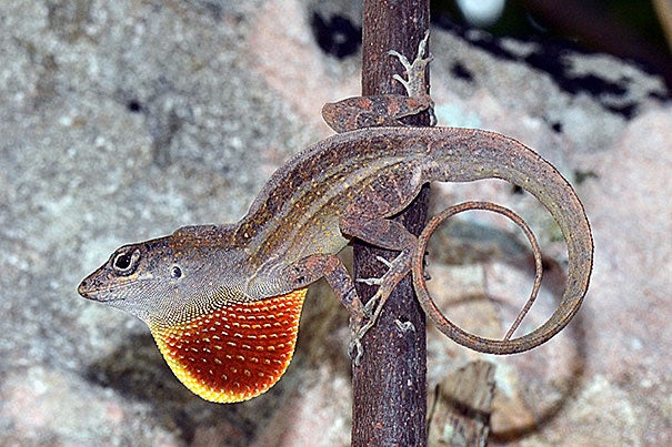 Anolis sagrei, the brown anole, is native to Cuba, the Bahamas, and other islands in the northern Caribbean and has been widely introduced throughout the Caribbean and the world.