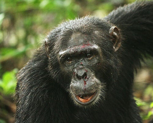 Data collected from 18 chimpanzee research sites show that chimps engage in violent and sometimes lethal behavior regardless of human effects on local ecology.