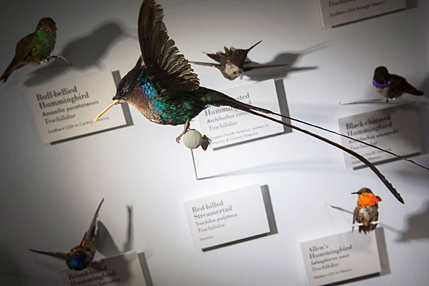 The “Birds of the World," a permanent exhibit at the Harvard Museum of Natural History, draws on the Museum of Comparative Zoology’s vast collections — some 350,000 bird specimens — to populate the cabinets (photo 1). “I’m staggered by the diversity still,” said Maude Baldwin (right, photo 2), pictured with exhibit developer and writer Jennifer Bergland. The duo helped open the new exhibit this fall.
