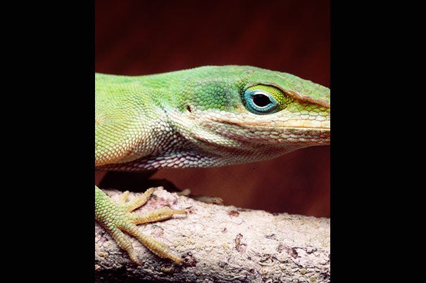 A close-up of a male green anole lizard (photo 1). Note the lizard's toe pads. Over just 20 generations in 15 years the green anoles evolved larger toe pads equipped with more sticky scales to allow for better climbing (photo 2). The change came after the invasive brown anoles (photo 3) forced them from their ground-level habitat into the trees in order to survive.