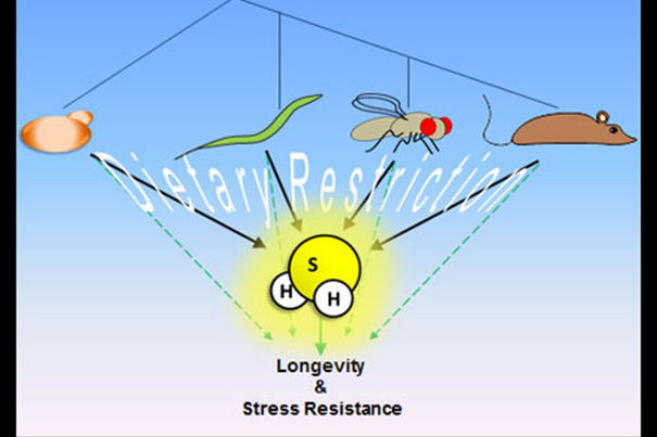 A study shows that the key benefit to dietary restriction is increased production of endogenous hydrogen sulfide, which plays a major role in delivering the benefits of longevity and stress resistance.