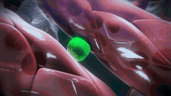 Imaging captures how blood stem cells take root – Harvard Gazette