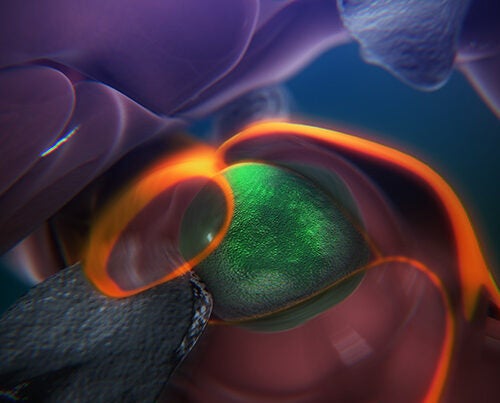 A still from an animation that shows the steps of how blood stem cells take root in the body of a zebrafish to generate blood. 