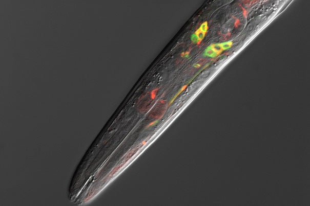 A new study has found that the protein CRTC-1 (red) in sensory neurons (green) mediated healthy aging via a neurotransmitter signal in the head of C. elegans (pictured). Researchers were struck by the fact that aging was influenced more by what the animals perceived they were eating than what they actually ate.