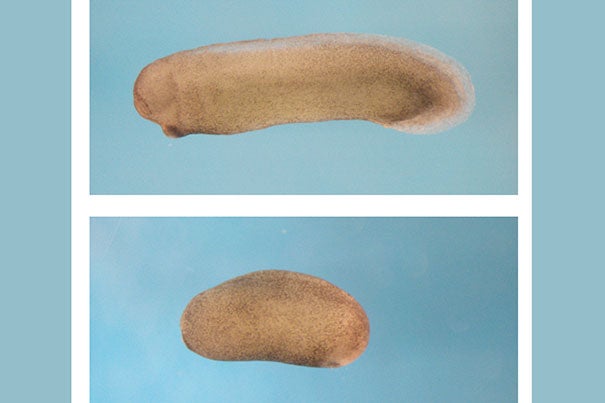 In the top image the frog embryo is developing normally. In the bottom image the frog embryo is lacking a head and brain as a result of the suppression of the Notum protein. 