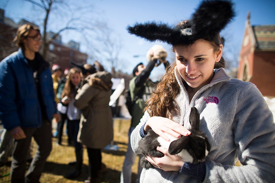 Stephanie Ferrarie ’18, a newly-minted Leverett House resident, pats one of the House’s bunny mascots outside of Annenberg Hall. Stephanie Mitchell/Harvard Staff Photographer