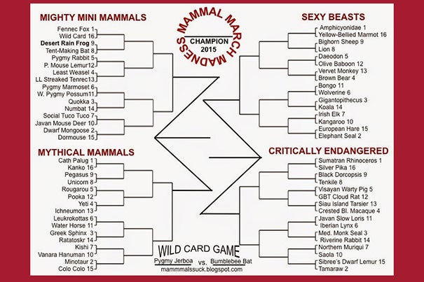 There is serious science behind Mammal March Madness, an annual NCAA basketball-style tournament that pits mammalian species against each other in simulated combat. The Mammal March Madness bracket can be downloaded from the blog of its creator, Assistant Professor Katie Hinde. The idea for the competition grew out of Hinde’s love for the NCAA basketball tournament.