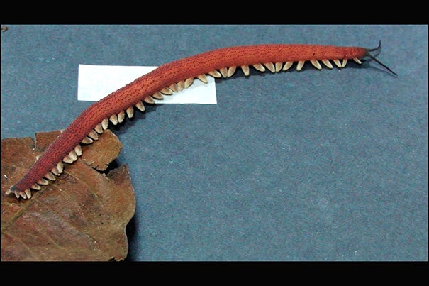 The slow-moving velvet worm has a secret power that sparked researchers from the Harvard School of Engineering and Applied Sciences and from universities in South America to take a newfound interest in it. Shown here is the gigantic Solorzanoi; the masking tape in the background measures 2 inches.