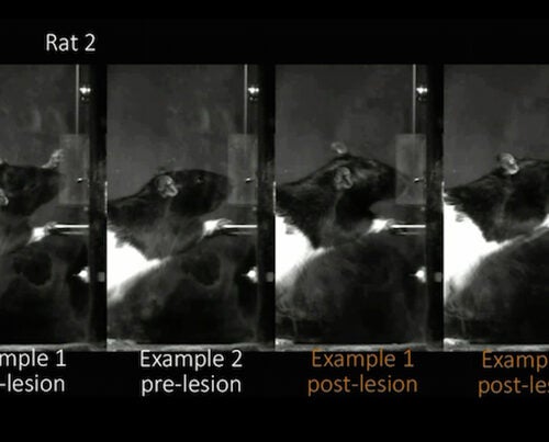 Rats with lesions on their motor cortices performed tasks exactly as they had done pre-lesion. “We were very puzzled, since we all thought that these learned behaviors should require the motor cortex,” said Bence Ölveczky, the John L. Loeb Associate Professor of the Natural Sciences. 
