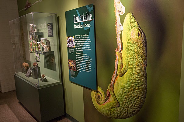 Efforts by Harvard faculty to understand island evolution form the centerpiece of a new exhibition at the Harvard Museum of Natural History. “Islands: Evolving in Isolation” includes specimens from the collections of the Museum of Comparative Zoology, explanatory displays, video of Harvard scientists discussing their work, and living things — lizards, hissing cockroaches, and carnivorous pitcher plants.