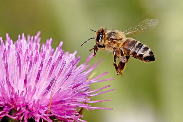 In a new study, Harvard researchers looked at pollen and honey samples collected from the same set of hives across Massachusetts. Findings show they contain at least one pesticide implicated in Colony Collapse Disorder.