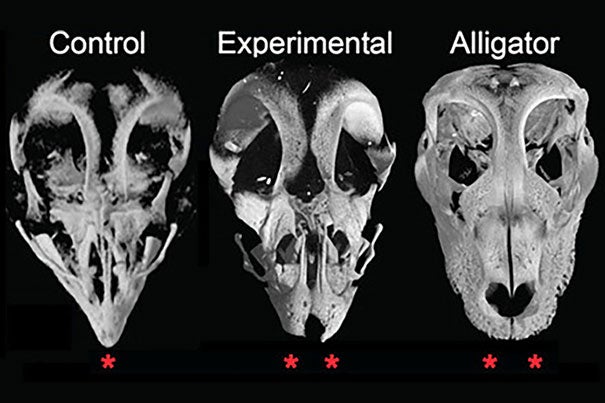 “Because we can get live alligator embryos with snouts, we can actually compare them with beaked modern birds to see how they develop their faces, and what genes are activating during that process,” said Arkhat Abzhanov, who led a team of researchers who found that bird beaks are the result of skeletal changes controlled by two genetic pathways.