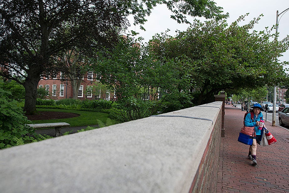 Early in the morning, a pedestrian heads past the garden toward Harvard Square.
