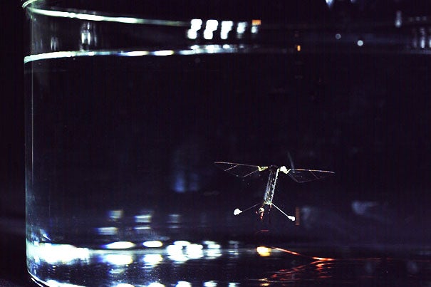 Researchers at the Harvard Paulson School have demonstrated a flying, swimming, insectlike robot, easing the way to create future aerial-aquatic robotic vehicles.