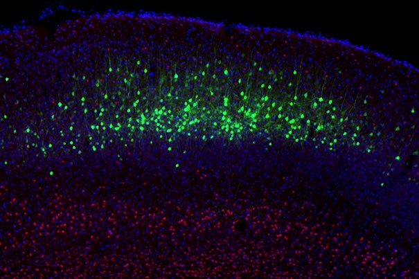 Projection neurons of the cerebral cortex targeted for reprogramming are displayed in green. 