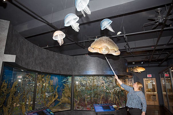 The centerpiece of the new "Marine Life" exhibition — a floor-to-ceiling re-creation of life in New England’s coastal waters — will immerse visitors in the astounding diversity and dynamic interplay among animals in marine communities just off local shores. Above, Assistant Director of Exhibitions Sylvie Laborde dusts a hanging sea turtle specimen prior to opening.