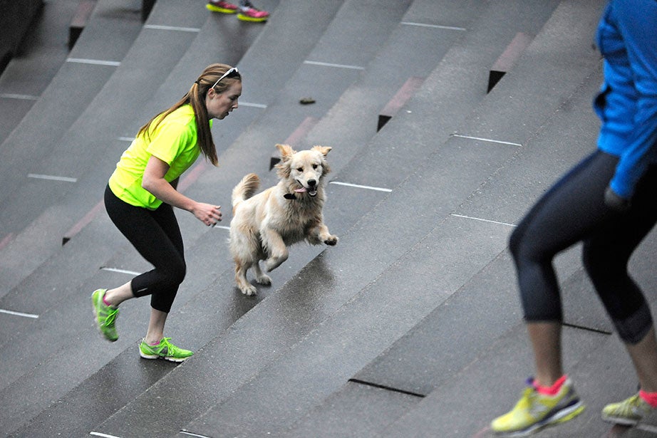 November Project members, both human and canine, run the Harvard Stadium steps early on a Wednesday morning. This golden retriever seems to be enjoying its workout, possibly more than the woman beside it.