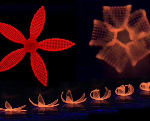 After printing, the 4D orchid is immersed in water to activate its shape transformation. 