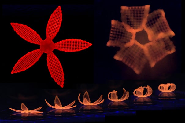 After printing, the 4D orchid is immersed in water to activate its shape transformation. 
