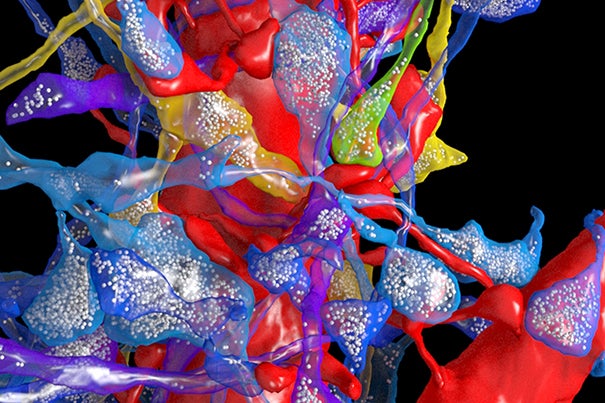 “This is an amazing opportunity to see all the intricate details of a full piece of cerebral cortex,” says Jeff Lichtman, the Jeremy R. Knowles Professor of Molecular and Cellular Biology. “We are very excited to get started but have no illusions that this will be easy.” Pictured is a reconstruction of cortical connectivity.