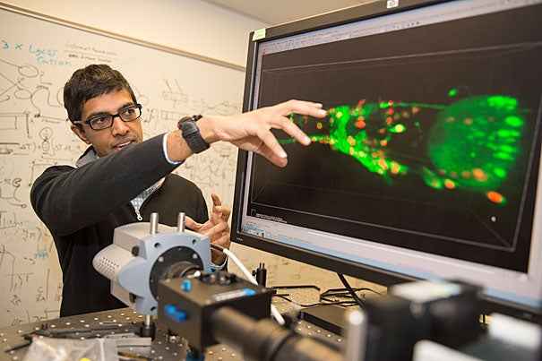 This powerful microscope was built by Vivek Venkatachalam (above), a postdoctoral fellow working in the lab of Professor of Physics Aravinthan Samuel in collaboration with fellow postdoc Ni Ji, Professor Mark Alkema of UMass Worcester, and Professor Mei Zhen, a former Radcliffe Fellow at the University of Toronto.