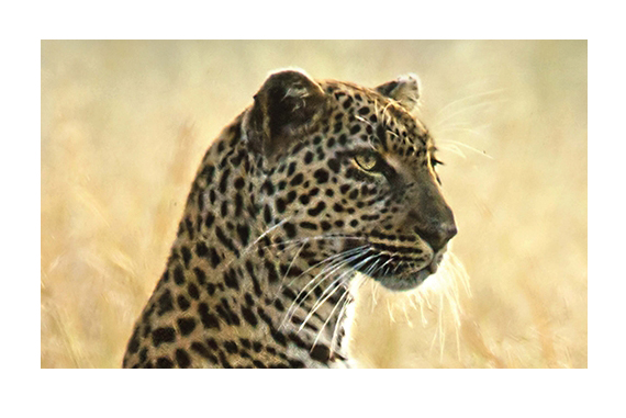 leopard_570