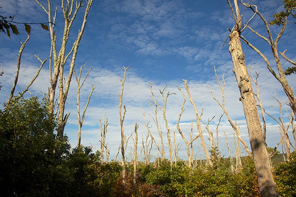 The winter moth has severely damaged many forests and neighborhood trees on Martha’s Vineyard, including this area of oak trees.