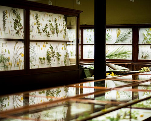 The Harvard Museum of Natural History gallery that houses what is officially the Ware Collection of Blaschka Glass Models of Plants has undergone a top-to-bottom facelift. 