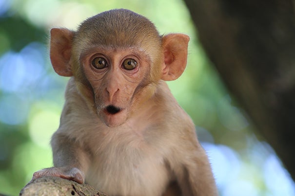A new study shows that gaze-following in monkeys develops in a way that’s nearly identical to how it develops in humans. “Even though it seems like it’s a very simple thing, this is a foundational social and cognitive skill that humans have,” said first author Alexandra Rosati, an assistant professor of human evolutionary biology. 