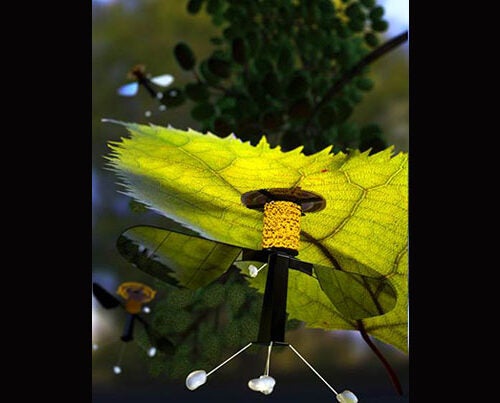 An electrode patch that uses static electricity allows the RoboBee to attach itself to a leaf. Right now, the RoboBee can only perch under overhangs and on ceilings, as the electrostatic patch is attached to the top of the vehicle. 
