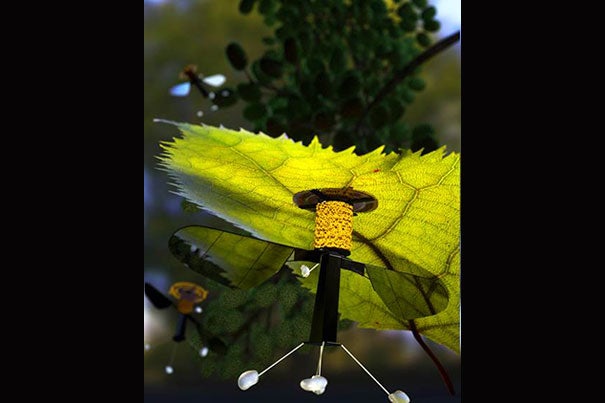 An electrode patch that uses static electricity allows the RoboBee to attach itself to a leaf. Right now, the RoboBee can only perch under overhangs and on ceilings, as the electrostatic patch is attached to the top of the vehicle. 
