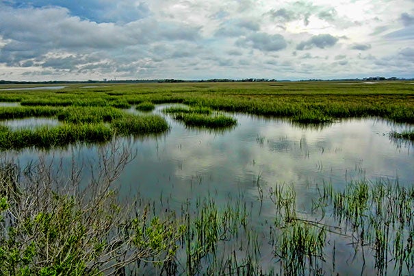 Salt marshes provide a natural barrier of coastal protection along Georgia's shoreline.
