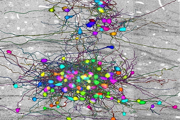 Neural circuitry in the visual thalamus of a mouse. Shown in color against the backdrop of the 100-terabyte electron microscopy data set (black and white) are hundreds of neurons interconnected in a complex network.