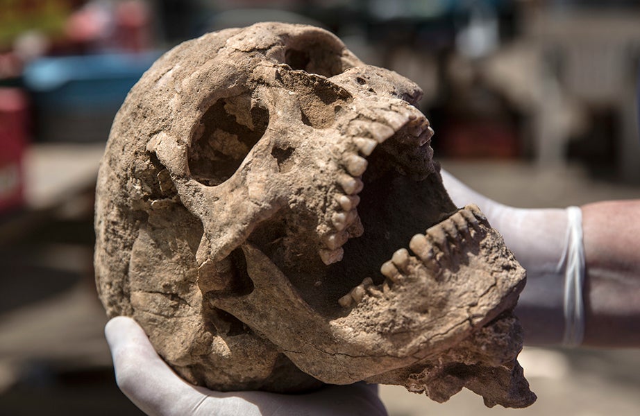 A skull from the excavation of the Philistine cemetery by the Leon Levy Expedition to Ashkelon. 