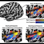 Mapping tone-preference connectivity patterns in deaf people shows the auditory cortex develops even without sounds. The connectivity profile was virtually identical to that of hearing people, suggesting it develops based on genetic and innate constraints, not on experience.
