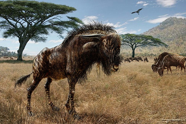 A remarkable example of convergent evolution, the wildebeest-related Rusingoryx shares a unique cranial shape with the "duck-billed" hadrosaur, despite evolving 100 million years after dinosaurs roamed the earth.