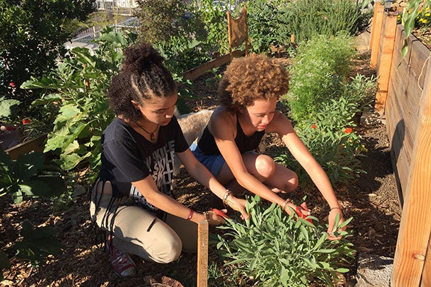 Los Angeles high school student Mikayla (left) and Amanda Beattie '17 harvest sage at the L.A. farm where Beattie did an internship through Harvard's Mindich Service Fellowships.