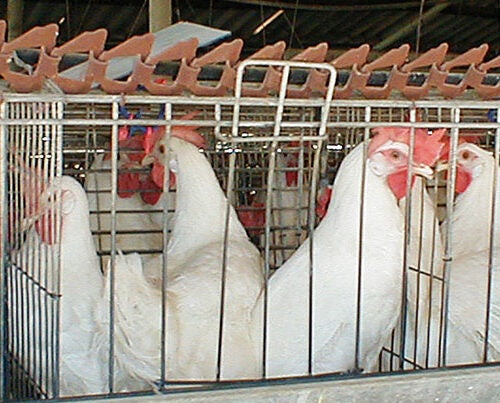A recent gift to Harvard Law School’s Animal Law & Policy Program will go toward improving quality of life for farm animals both in the U.S. and globally. A current Massachusetts ballot measure is "poised to be the single most progressive piece of farmed animal protection legislation ever passed in the United States,” said Christopher Green, executive director of the program. 