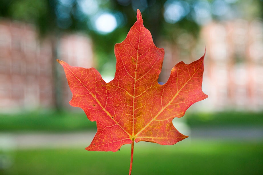 An autumn leaf in Harvard Yard. Stephanie Mitchell/Harvard Staff Photographer
