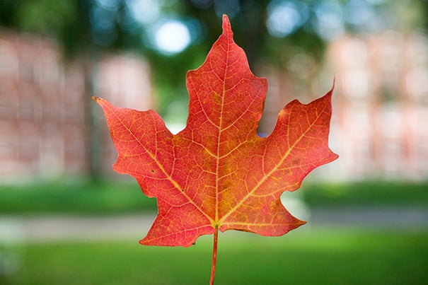 An autumn leaf in Harvard Yard. Stephanie Mitchell/Harvard Staff 